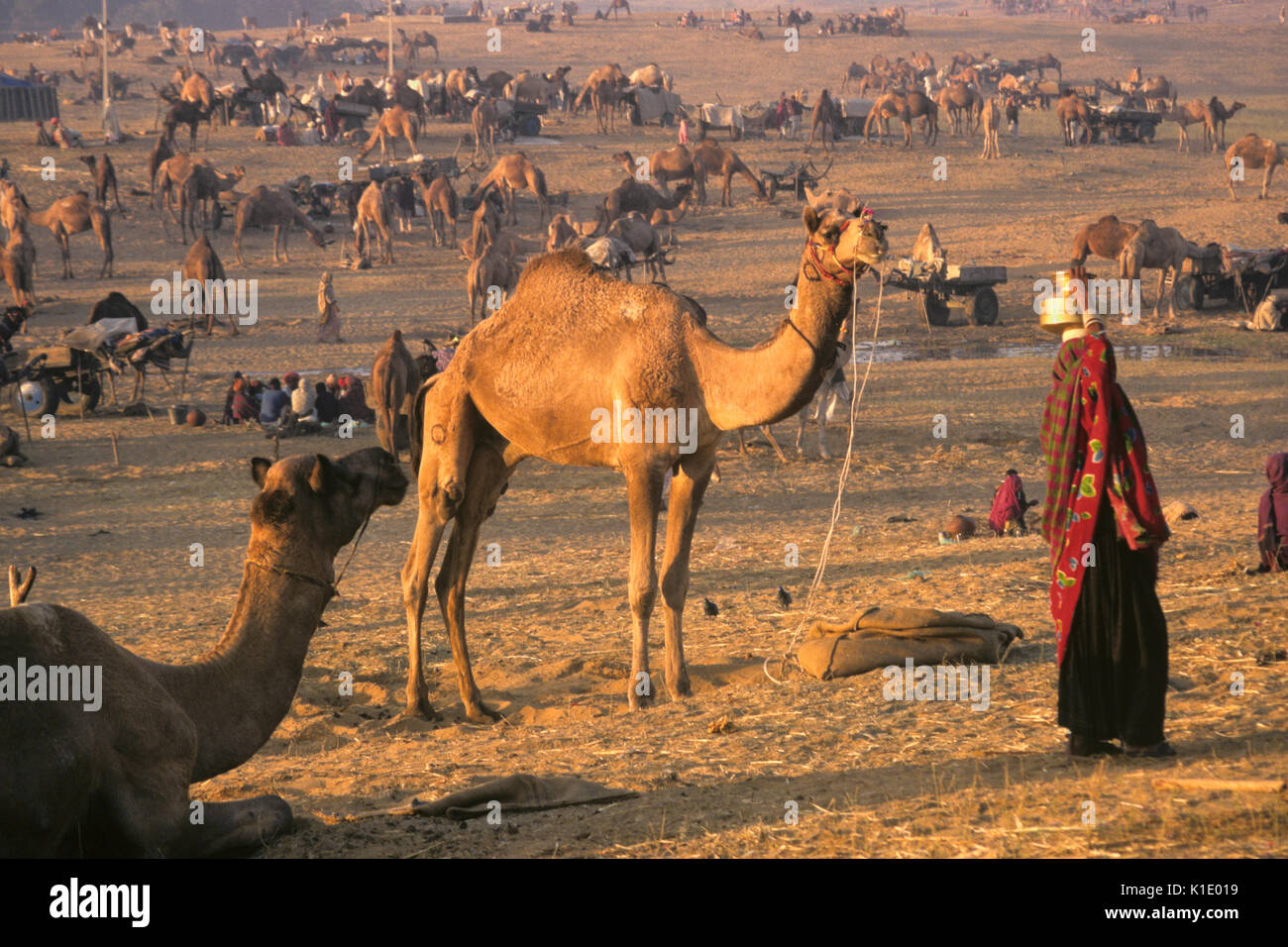 Morgen Aktivität an der Pushkar Kamel- und Viehmarkt, Pushkar, Rajasthan, Indien Stockfoto