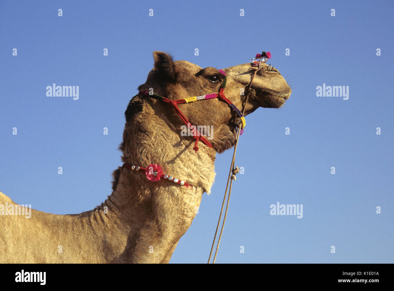 Verziert Kamel, Pushkar Kamel- und Viehmarkt, Rajasthan, Indien Stockfoto