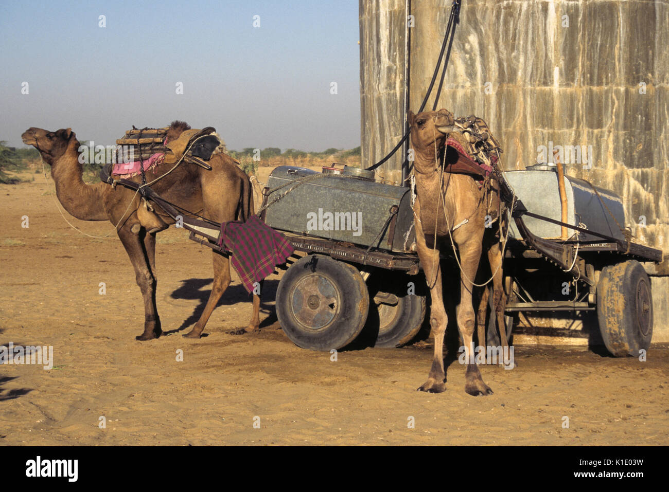 Kamele füllen Wassertanks für Lieferung zu abgelegenen Dörfern, Rajasthan, Indien Stockfoto