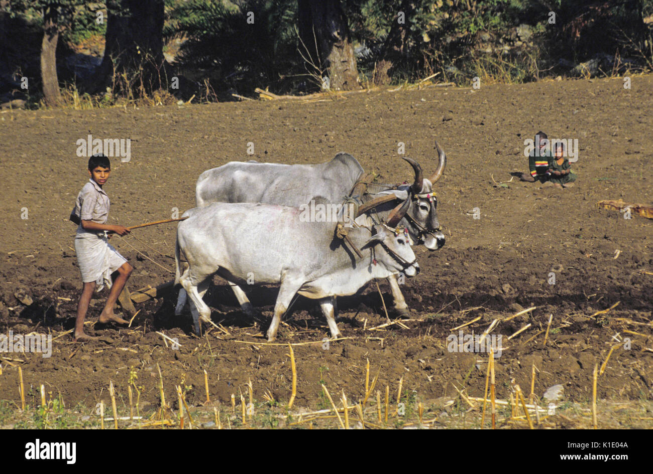 Junge Feld Pflügen mit Ochsen und Pflug, Rajasthan, Indien Stockfoto