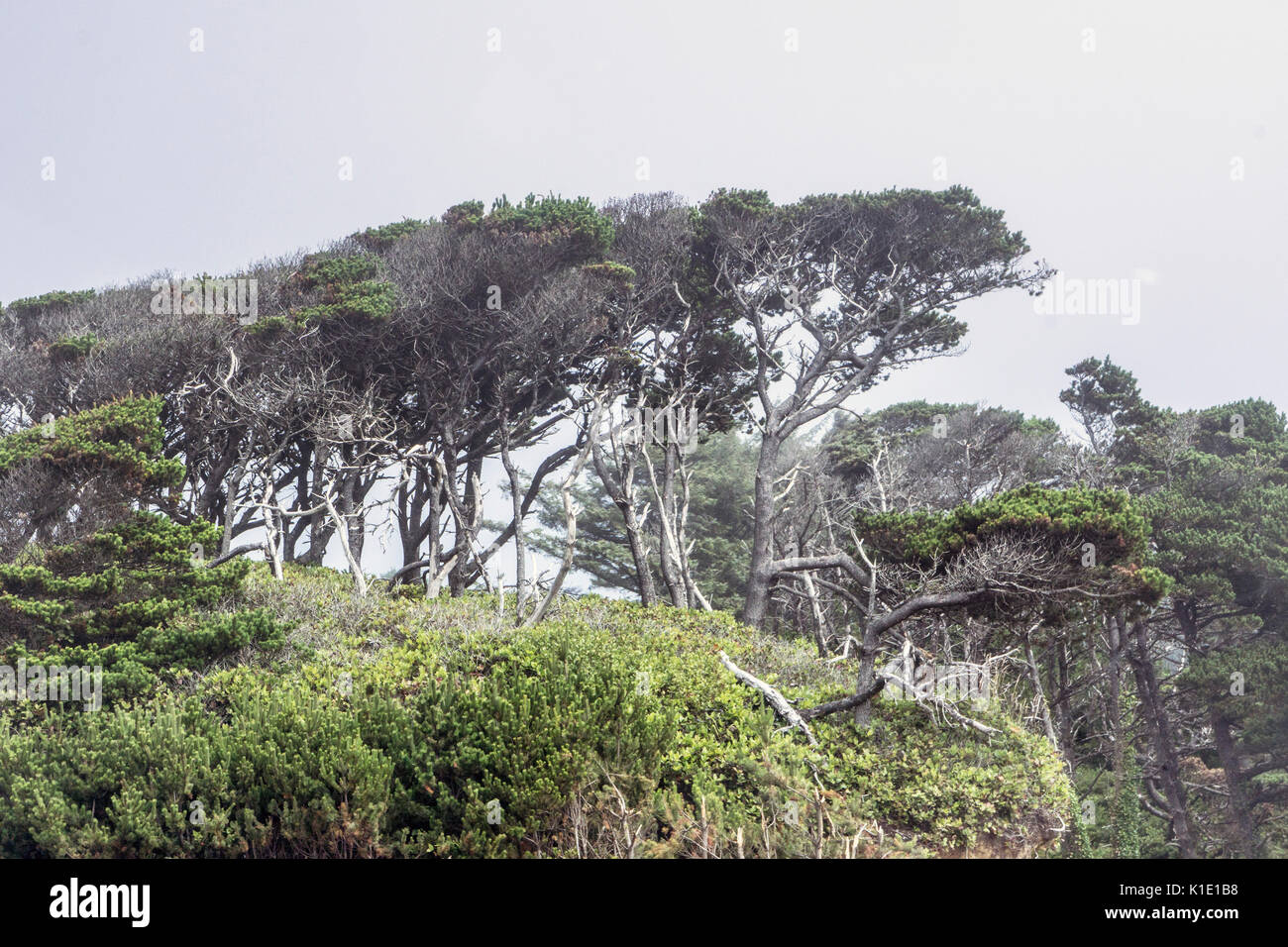 Gaunt twisted Reihe von Pinien durch Sturm und Wind geformten Line giant Bonsai Bäume zieren zu ähneln, wilde Landschaft zwischen Meer & Küste von Oregon highway Stockfoto