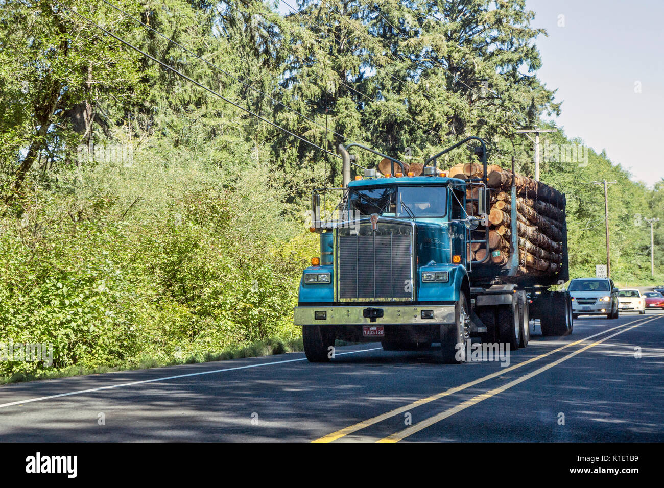 Riesige logging Truck mit hellen blauen Kabine mit frisch geschnittenen Logs Position für Coast Highway geladen hält lange Schlange von Autos auf der Autobahn keine Weitergabe Zone Stockfoto