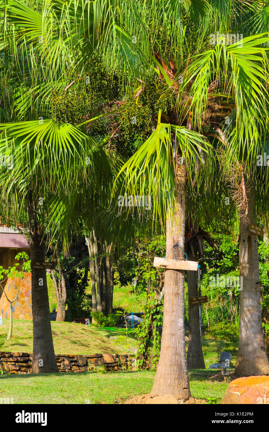 Palm China: trachycarpus Poppy, die chinesische Windmühle Windmühle Palm Palm oder chusan Palm, handelt es sich um eine Palm native zu zentralen China (hubei nach Süden), southe Stockfoto