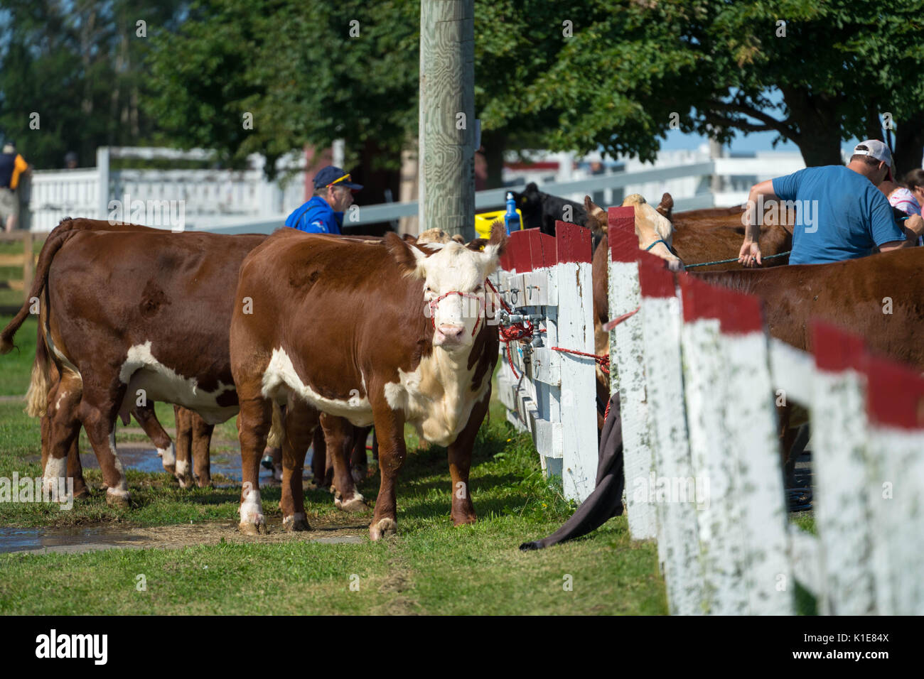 DUNDAS, PRINCE EDWARD ISLAND, Kanada - 25 August: Wettbewerber mit amtique Traktoren am PEI Pflügen und landwirtschaftliche Messe am 25. August 201 Pflug Stockfoto