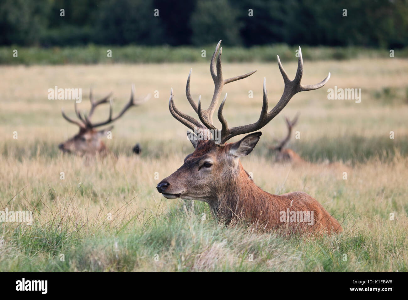 Richmond Park, SW London, UK. 27 Aug, 2017. Herrliche Red Deer stag liegt im hohen Gras an einem schönen Morgen im Richmond Park in South West London UK. Credit: Julia Gavin/Alamy leben Nachrichten Stockfoto