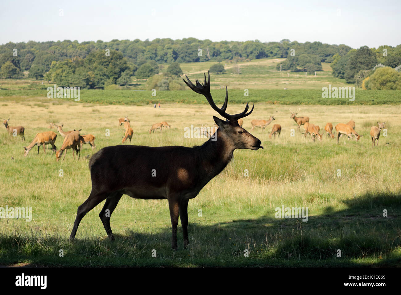 Richmond Park, SW London, UK. 27 Aug, 2017. Eine herrliche Red Deer stag Wachen seine Herde an einem schönen Morgen im Richmond Park in South West London UK. Credit: Julia Gavin/Alamy leben Nachrichten Stockfoto