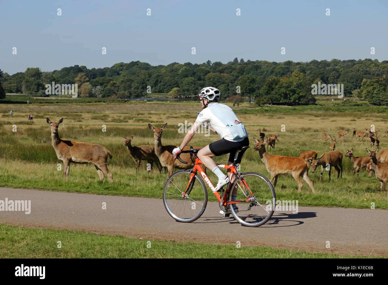 Richmond Park, SW London, UK. 27 Aug, 2017. Radfahren mit dem Rotwild Herde im Richmond Park in South West London UK. Credit: Julia Gavin/Alamy leben Nachrichten Stockfoto