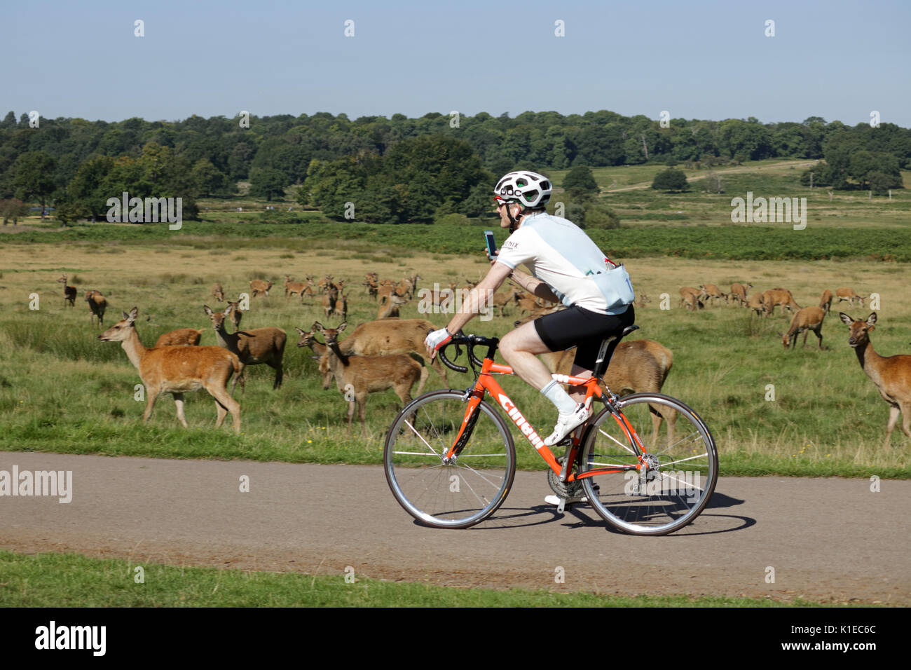 Richmond Park, SW London, UK. 27 Aug, 2017. Radfahren mit dem Rotwild Herde im Richmond Park in South West London UK. Credit: Julia Gavin/Alamy leben Nachrichten Stockfoto
