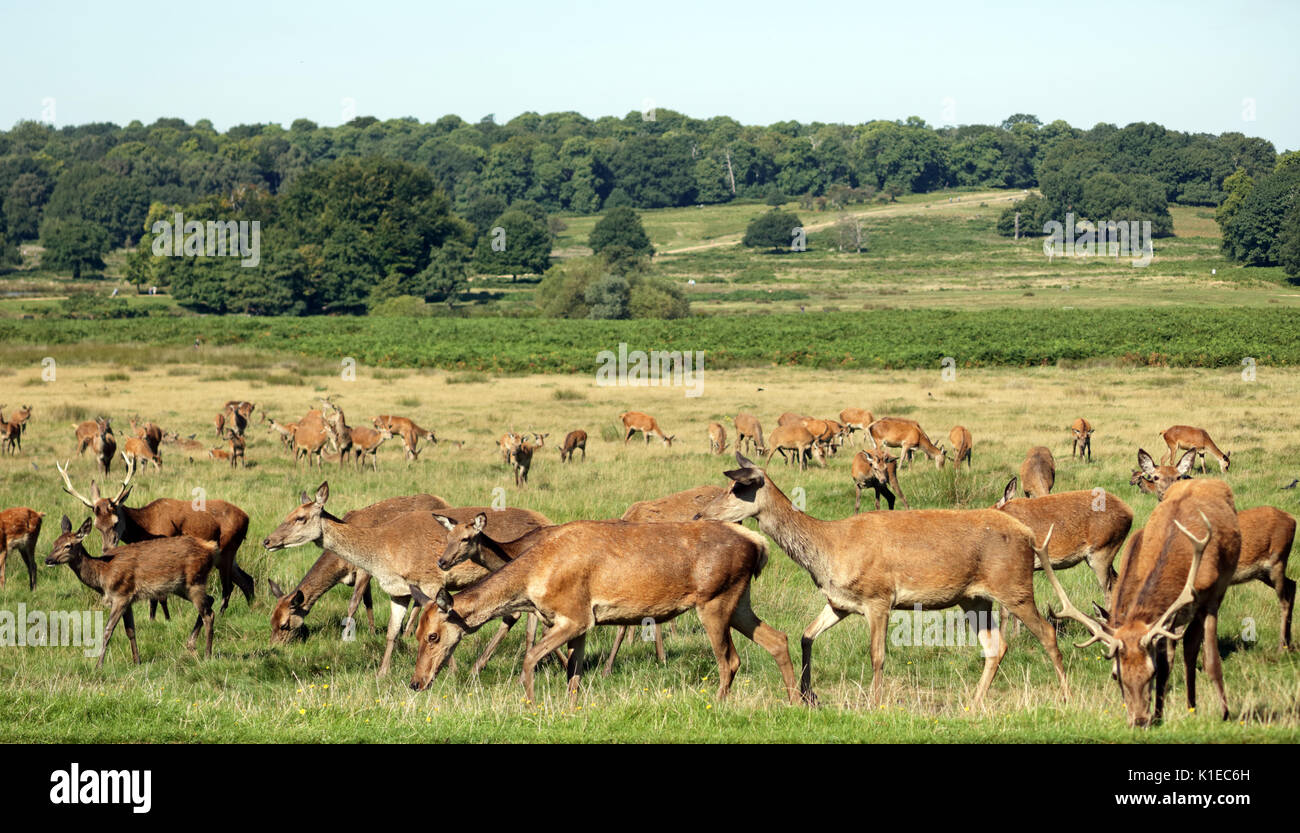 Richmond Park, SW London, UK. 27 Aug, 2017. Das Rotwild Herde im Richmond Park in South West London UK. Credit: Julia Gavin/Alamy leben Nachrichten Stockfoto