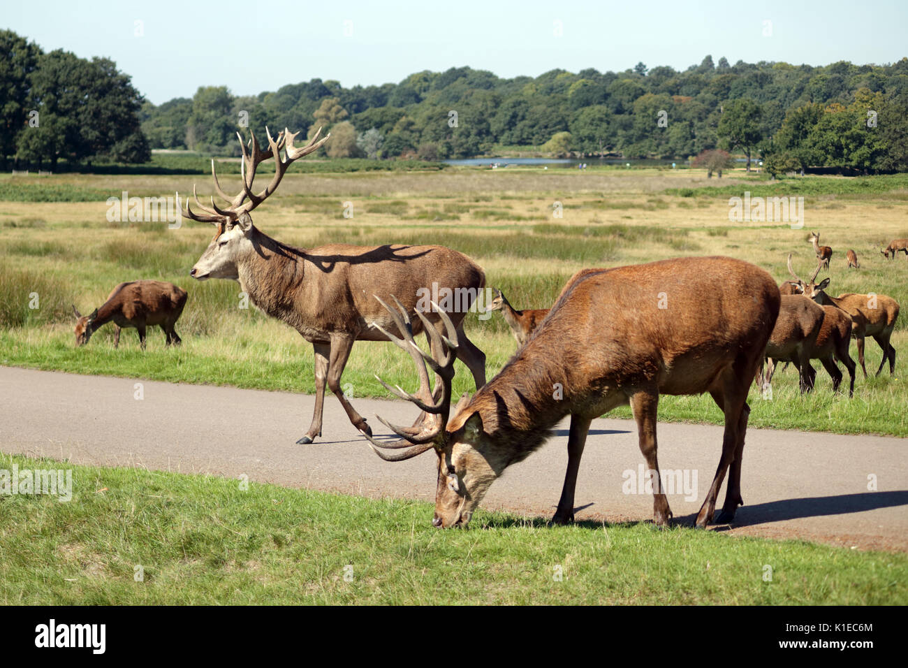 Richmond Park, SW London, UK. 27 Aug, 2017. Das Rotwild Herde im Richmond Park in South West London UK. Credit: Julia Gavin/Alamy leben Nachrichten Stockfoto