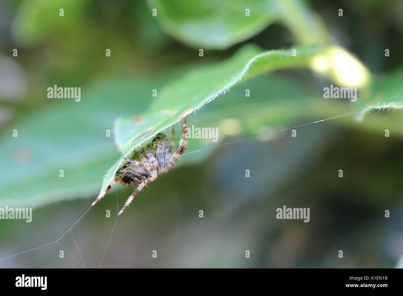 Orb weaver Spider versteckt unter einem Blatt in einer britischen Garten. Stockfoto