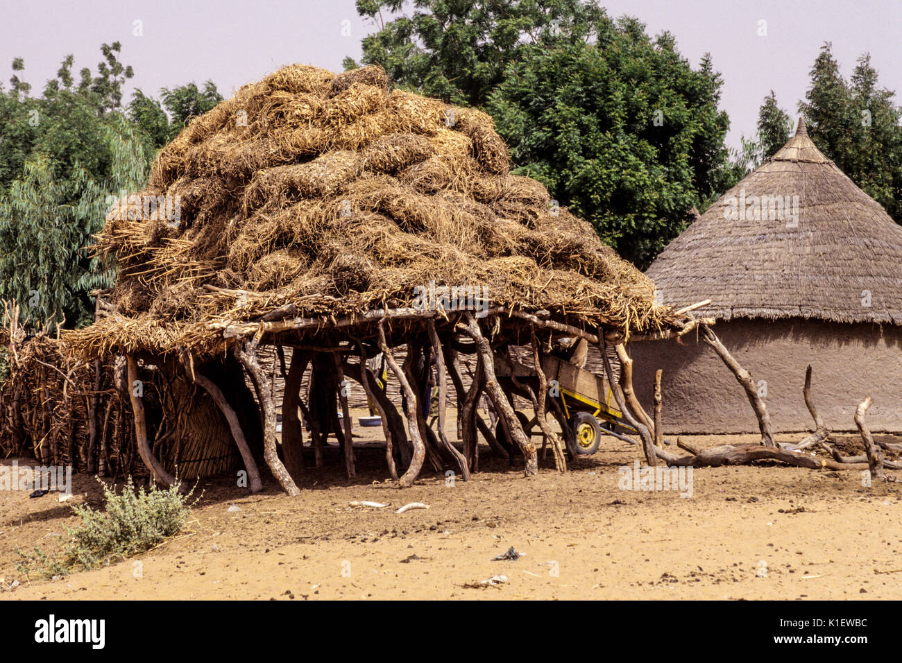 Niger, Westafrika. Heu gelagert werden, bis Hoch, außerhalb der Reichweite der Ziegen. Stockfoto