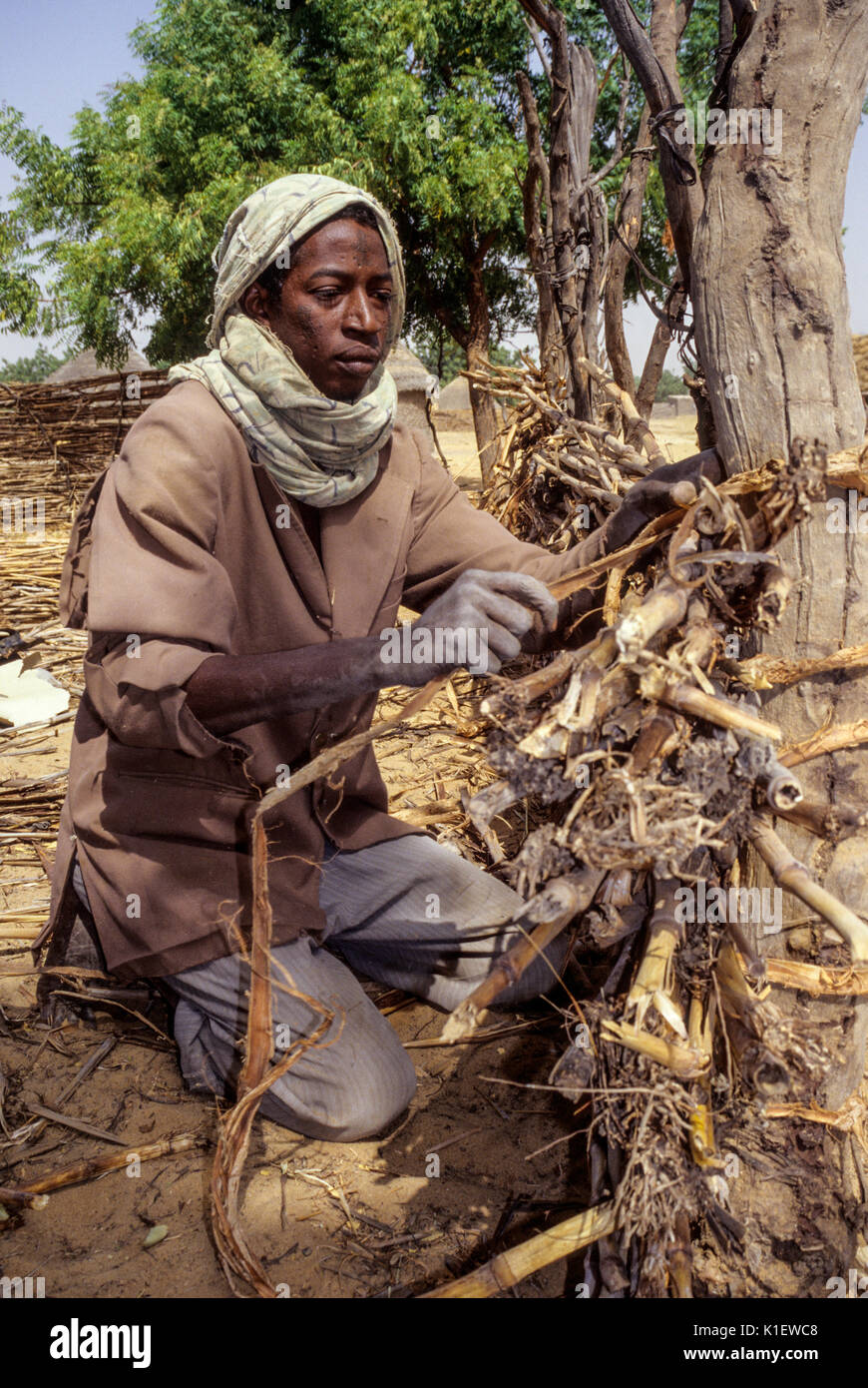 Niger, Tonkassare Village, West Afrika. Junge Fulani Mann Bauzaun mit Hirse pirscht. Stockfoto