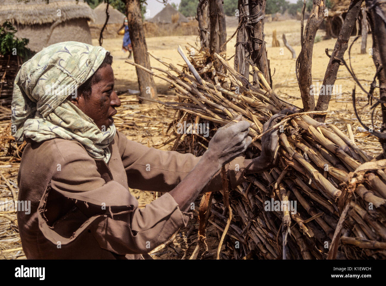Niger, Tonkassare Village, West Afrika. Junge Fulani Mann Bauzaun mit Hirse pirscht. Stockfoto
