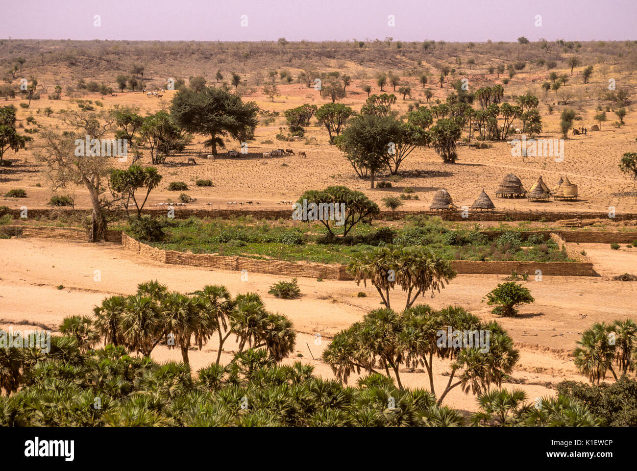 Niger, Westafrika, in der Nähe von Barkewa. Eingezäunter Garten in einem trockenen Wasser - Kurs in der semi-ariden Sahel. Stockfoto