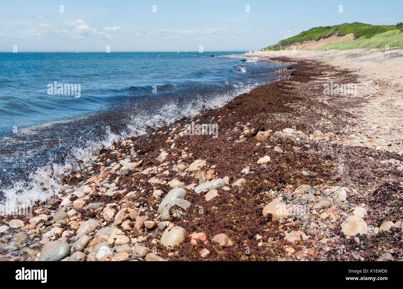 Rustikale Rhode-Island Küstenlinie: Algen deckt ein Strand mit Sand, Kieseln und abgerundeten Felsen an der Westküste von Block Island, Rhode Island. Stockfoto