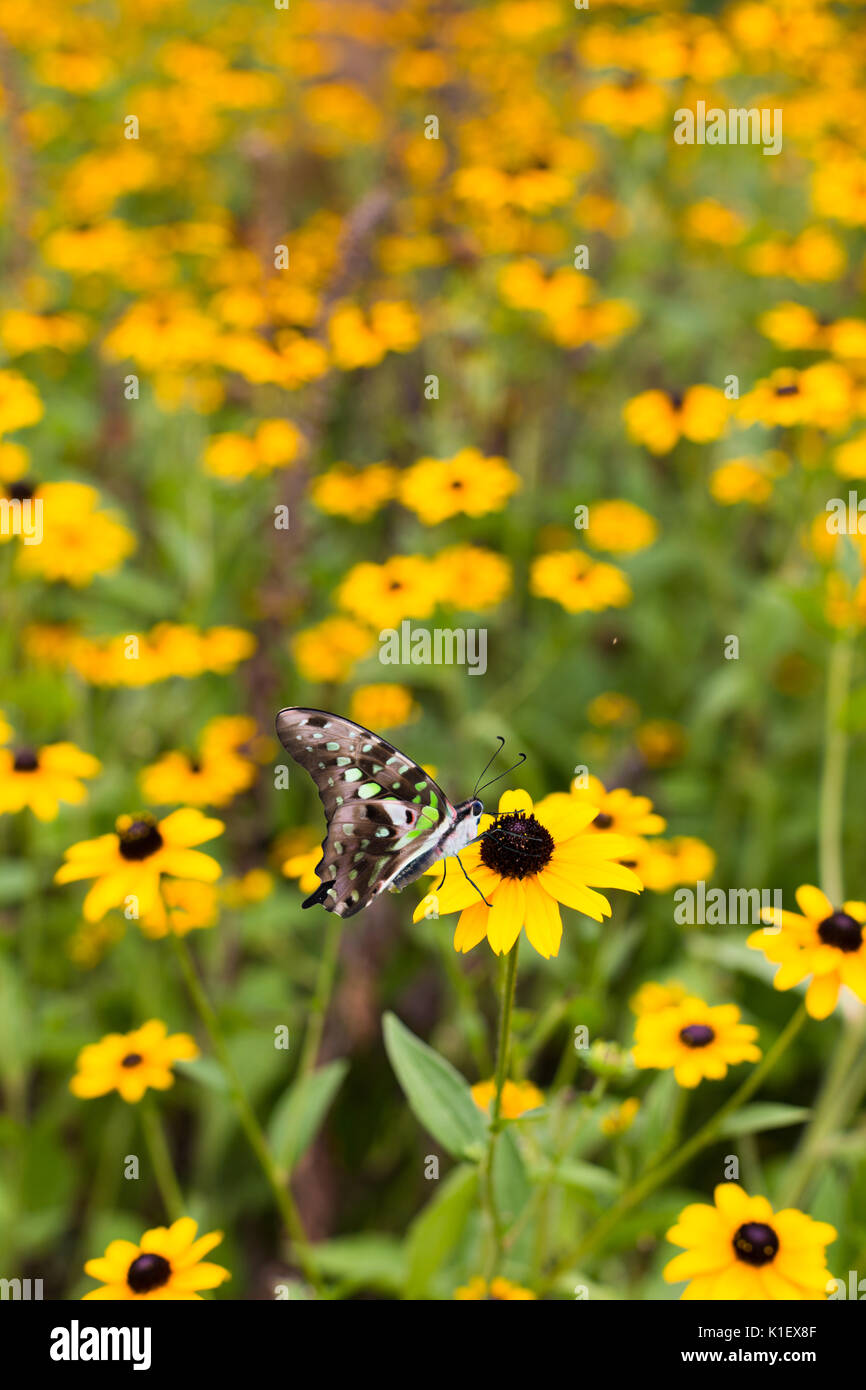 Butterfly mit grünen Flügeln in einem Feld voller Black Eyed Susan Blumen Stockfoto