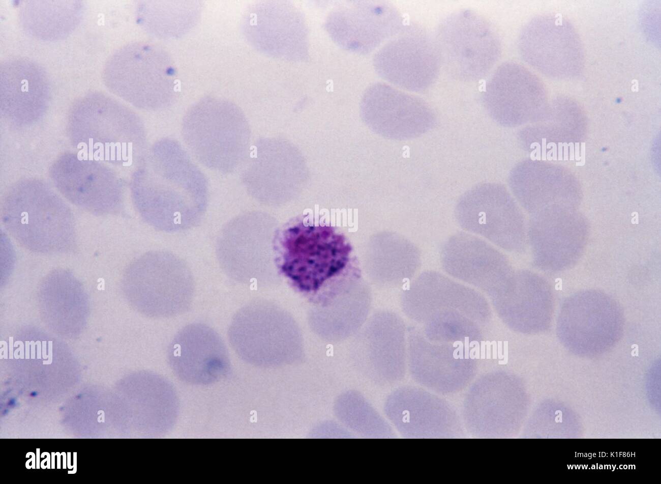Diese thin film Giemsa angefärbt Schliffbild zeigt eine Plasmodium vivax microgametocyte. Die Gametocytes, männlich (microgametocytes) und weiblich (macrogametocytes), eine Anopheles-mücke während seiner Blut Mahlzeit eingenommen wird. Die Parasiten? Vermehrung im moskito als sporogonic Zyklus bekannt. Bild mit freundlicher Genehmigung von CDC/Dr. Melvin, Steven Glenn, Labor Schulung und Beratung Division, 1973. Stockfoto