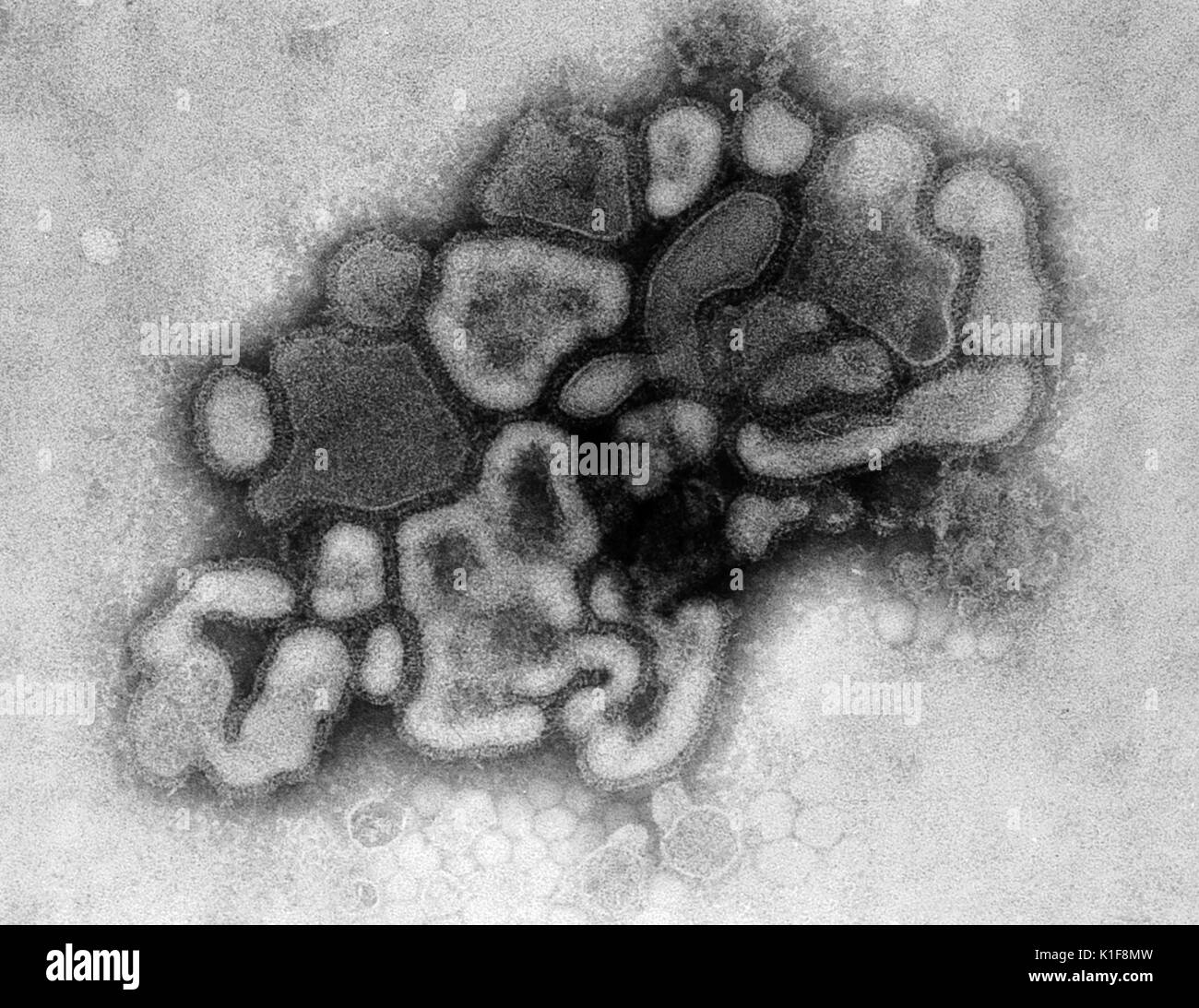 Unter einer Platte Vergrößerung von 37, 800 X, diese Transmission Electron Micrograph (TEM) dargestellt, eine Belastung der Schweinegrippe, die A/New Jersey/76 (HSW1N1) Virus, während in den Virus? Erste Entwicklungsschritte Passage durch ein Hühnerei. <p> <b>Was ist Schweinegrippe?</b></p> <p> der Schweinegrippe (Schweine-Influenza) handelt es sich um eine Atemwegserkrankung von Schweinen, die durch den Typ A Grippe, die regelmäßig Ausbrüche der Influenza unter Schweinen verursacht. Schweinegrippe Viren verursachen hohe Niveaus von Krankheit und niedrige Sterblichkeitsraten unter Schweinen. Schweinegrippe Viren können in Schweinen über das ganze Jahr verteilen, aber die meisten Ausbrüche unter Schweinebestände auftreten Stockfoto