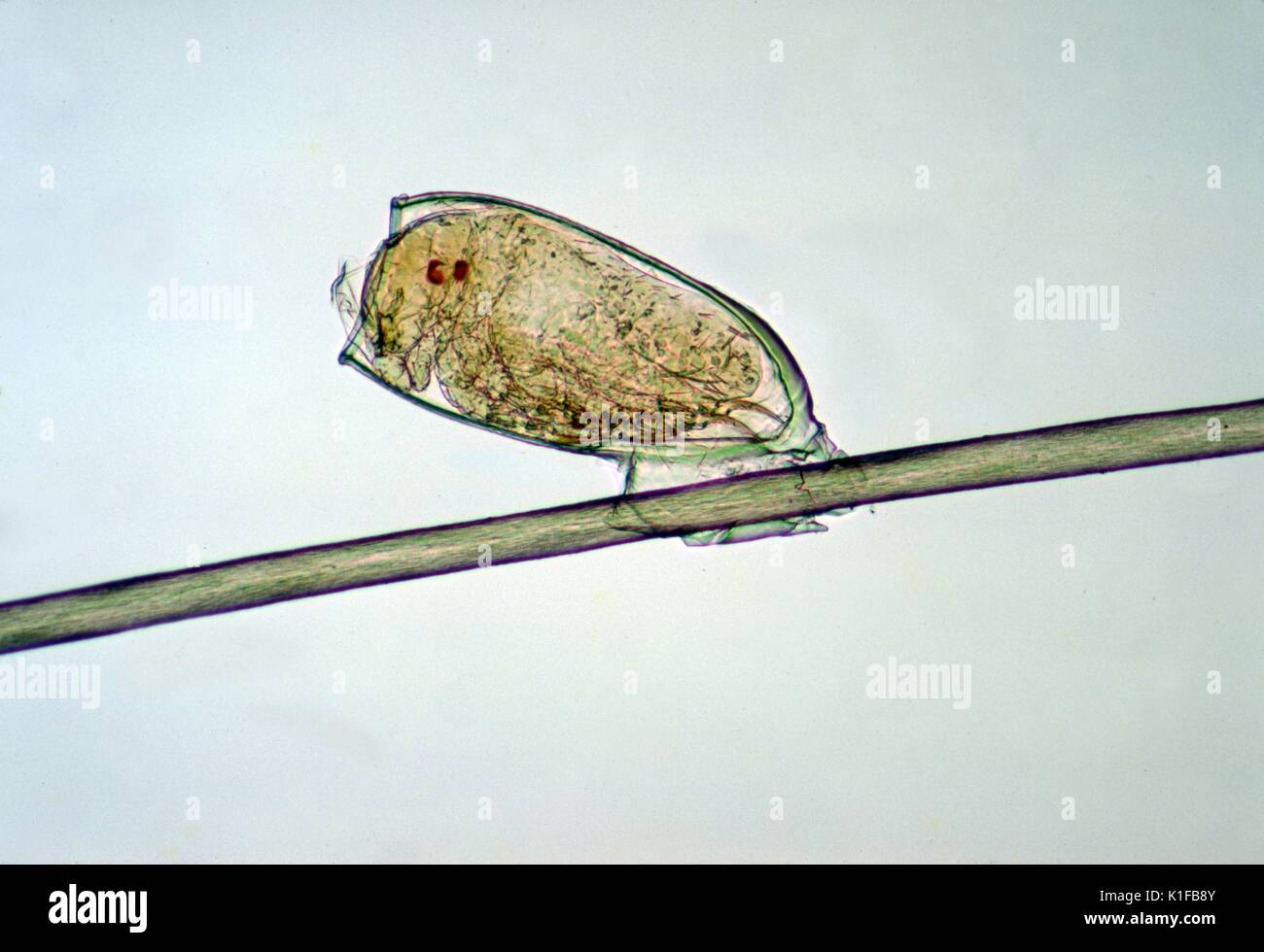 Humanus var capitis Fotos und Bildmaterial in hoher Auflösung Alamy