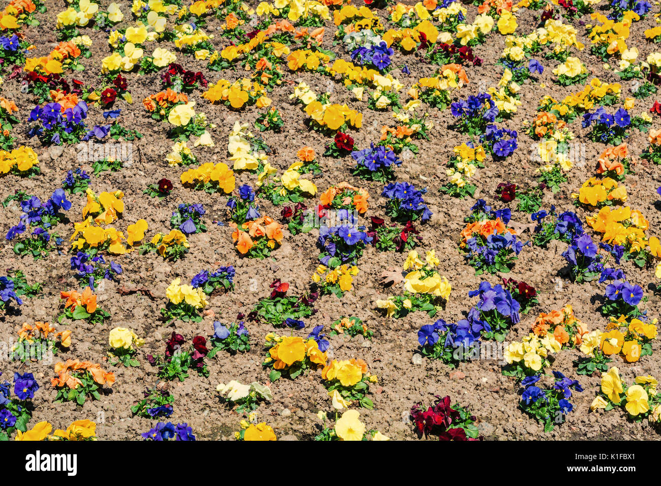 Gemischte Stiefmütterchen im Blumenbeet Stockfoto
