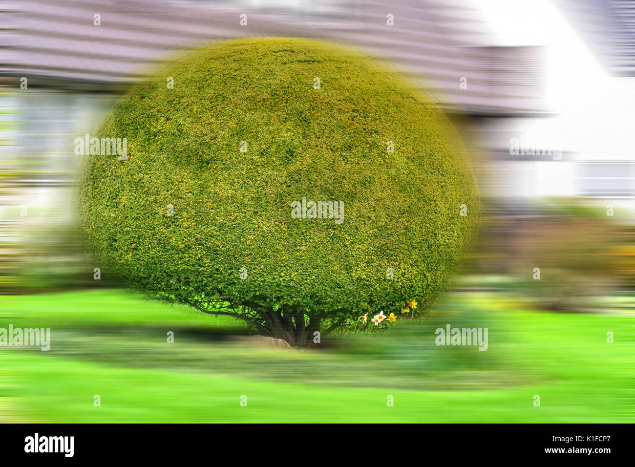 Thuja hecke haus Fotos und Bildmaterial in hoher Auflösung Alamy