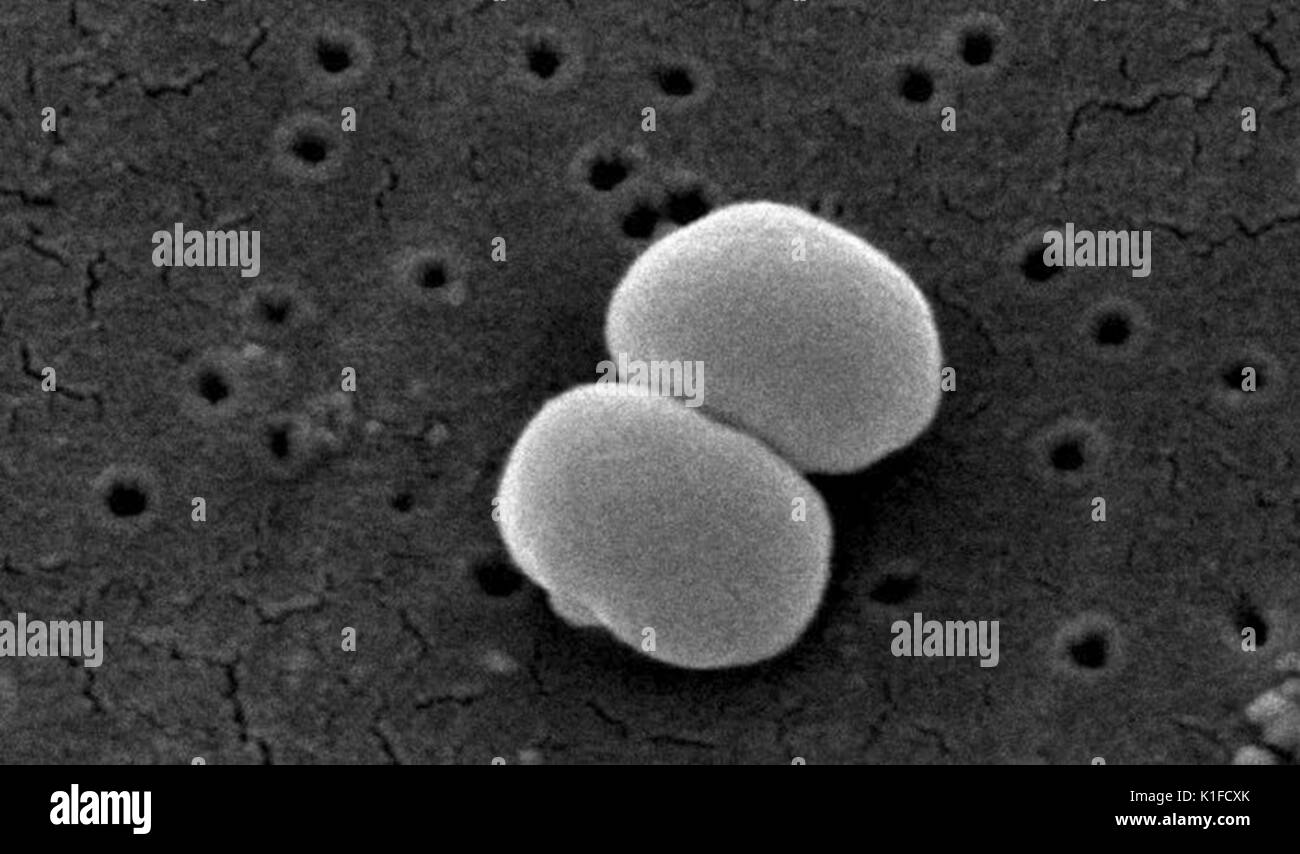 Scanning Electron Micrograph (SEM) von zwei Gram-positive Bakterien Staphylococcus epidermidis. Sie PHIL10041 für Eine eingefärbte Version dieses Bildes. Mit freundlicher CDC/Segrid McAllister. 1982. Stockfoto