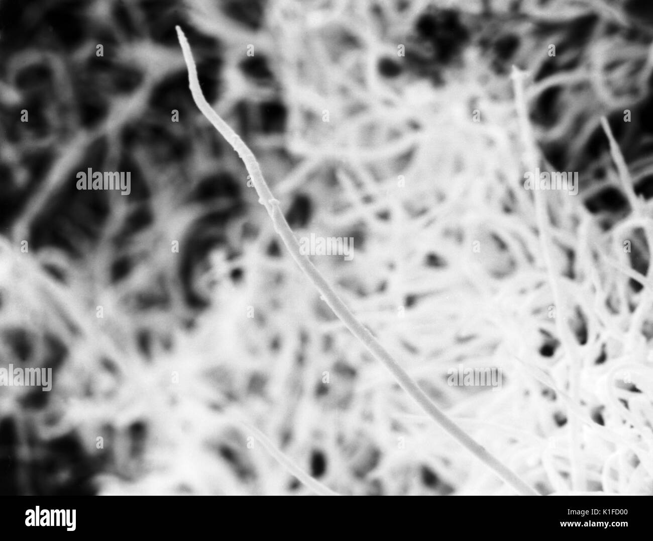Diese Scanning Electron Micrograph (SEM) Zeigt die Oberflächentopographie einer roten Himbeere drupelet, Rubus strigosus. Eine Himbeere ist ein dornbusch Obst, was bedeutet, dass es sich um ein Aggregat Obst auch. Aggregat Früchte sind aus Zahlen von kleineren Früchte als druplets, die alle zu einer einzigen Struktur befestigt werden als ein Gefäß bekannt. Mit freundlicher CDC/Janice Haney Carr, 2003. Stockfoto