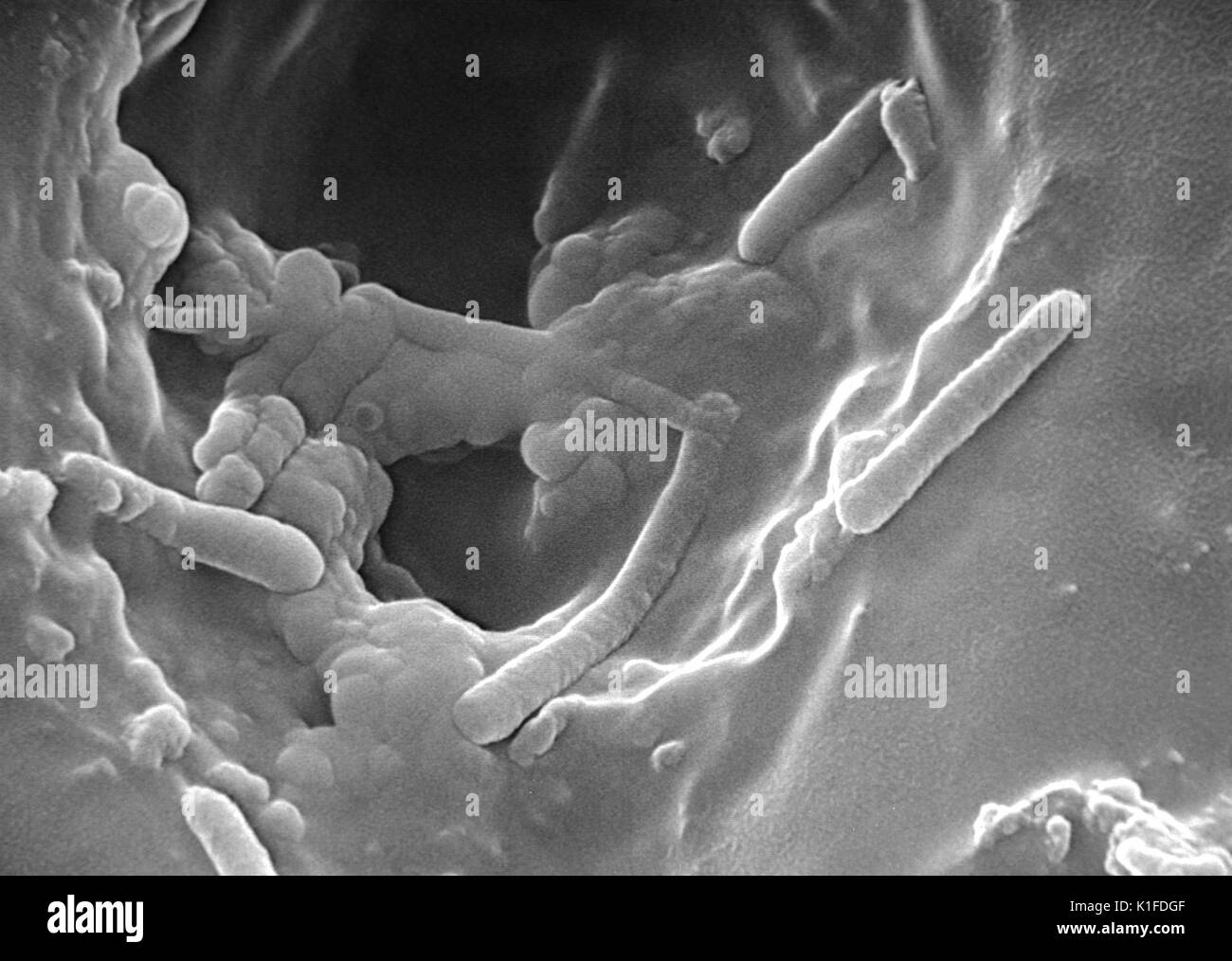 Scanning Electron Micrograph (SEM) von Pseudomonas aeruginosa Bakterien. Mit freundlicher CDC. 1984. Stockfoto