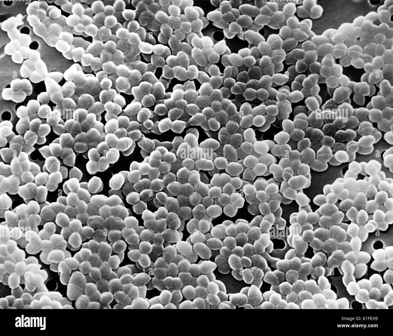 Diese Scanning Electron Micrograph (SEM) eine große Anzahl von Gram-positiven Bakterien Enterococcus Sp.. Sie PHIL 12802, für eine Digital-eingefärbte Version dieses Bildes. Mit freundlicher CDC. 1990. Stockfoto