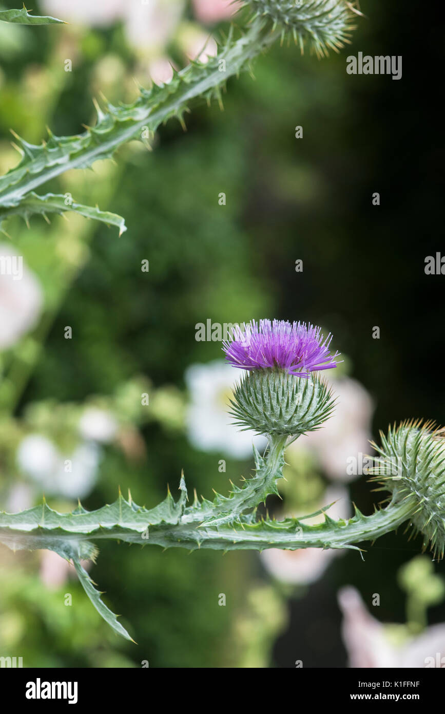 Onopordum Acanthium. CottonThistle Stockfoto