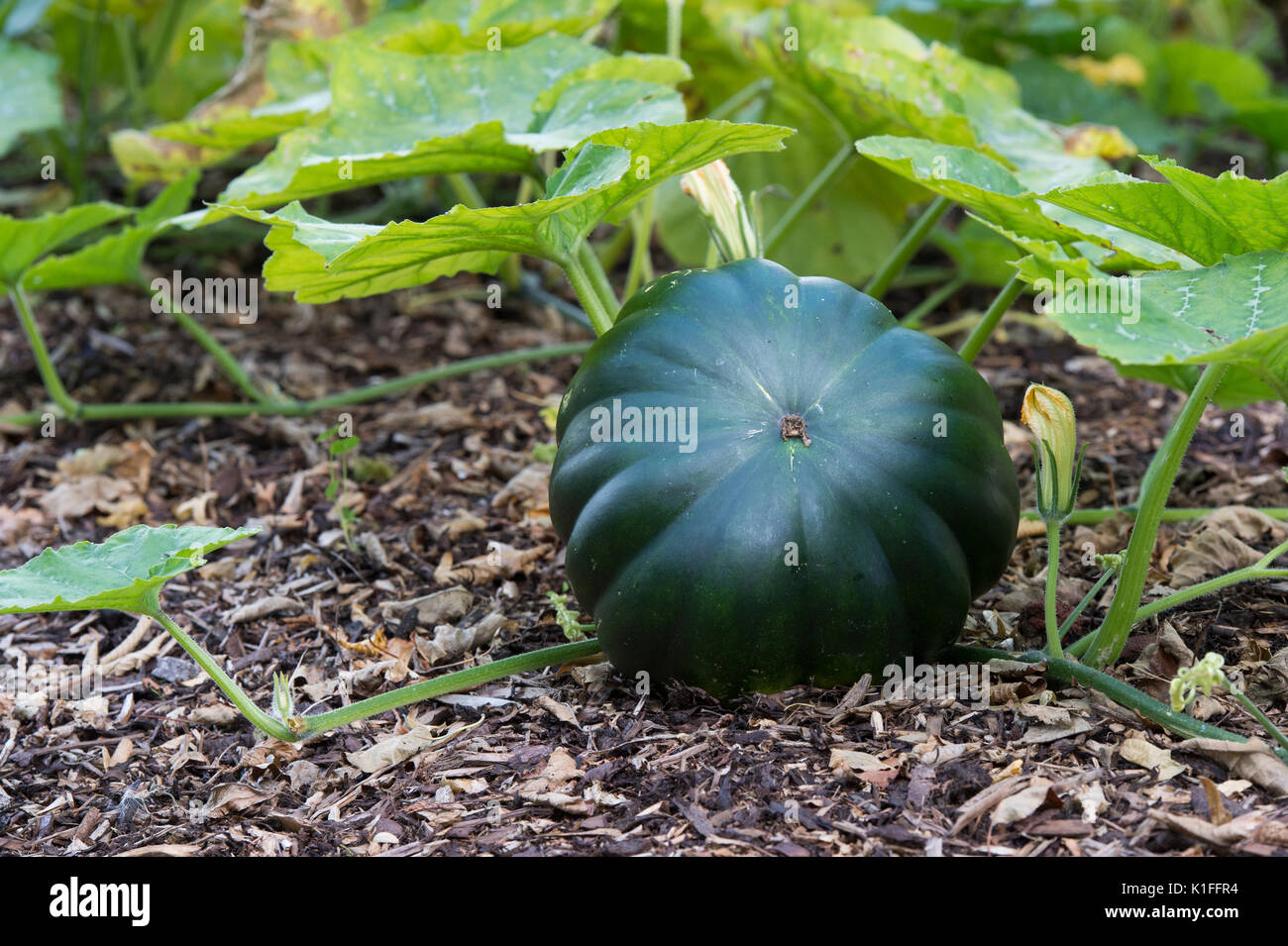 Cucurbita pepo. Kürbis bin uscade De Provence' in einem Gemüsegarten in England Stockfoto