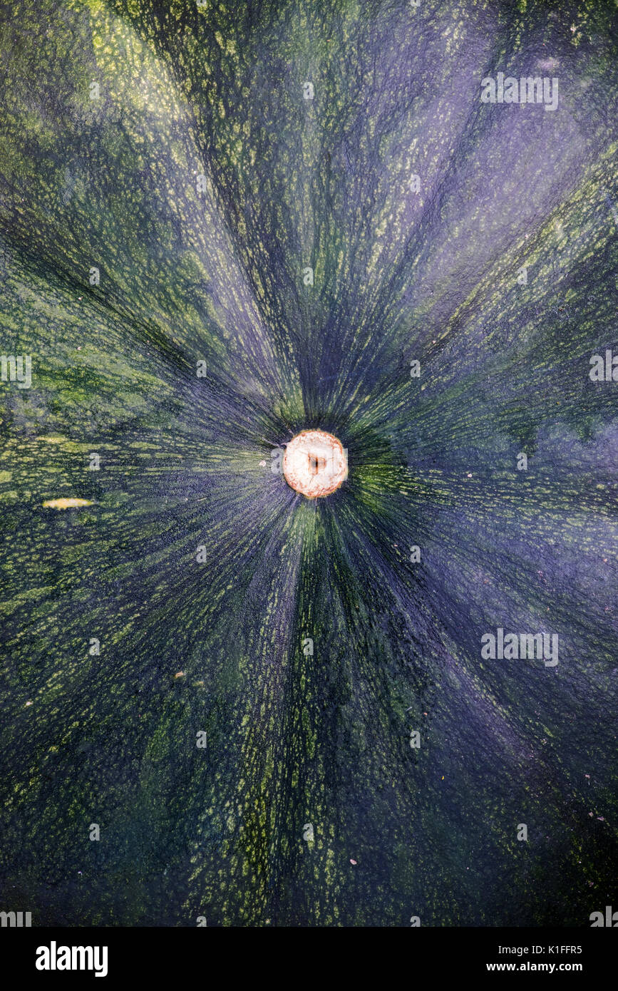 Cucurbita pepo. Kürbis bin uscade De Provence' in einem Gemüsegarten in England Stockfoto