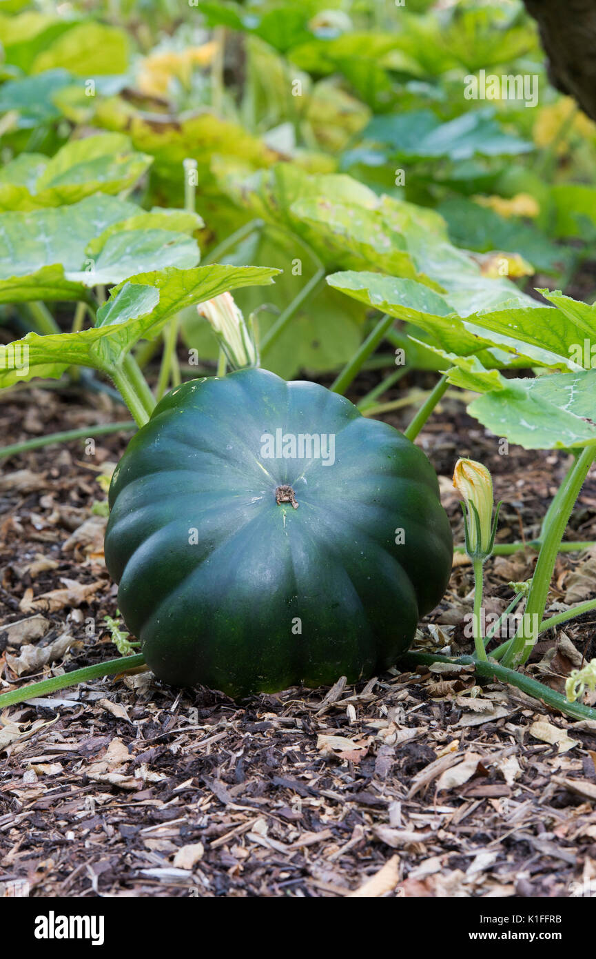 Cucurbita pepo. Kürbis bin uscade De Provence' in einem Gemüsegarten in England Stockfoto