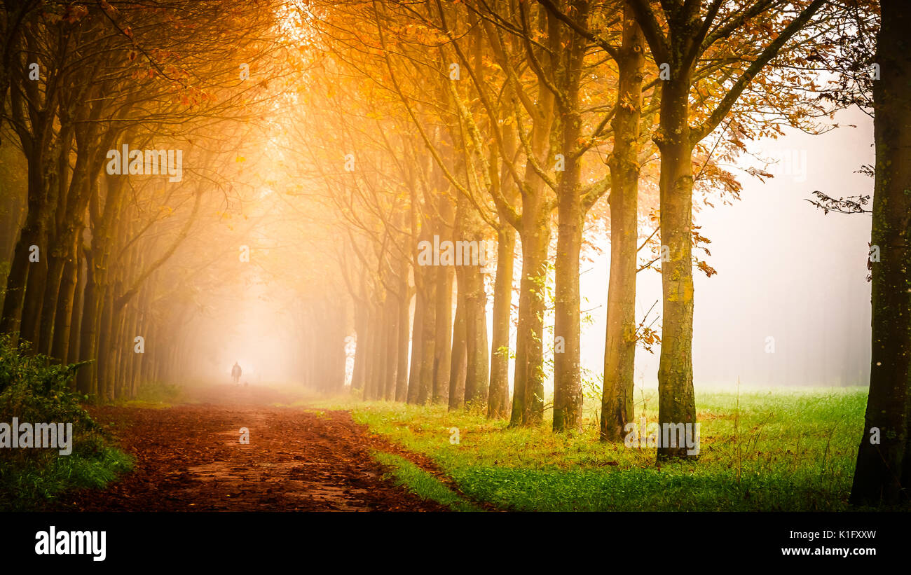 Parc de Saint-Cloud im Nebel Stockfoto