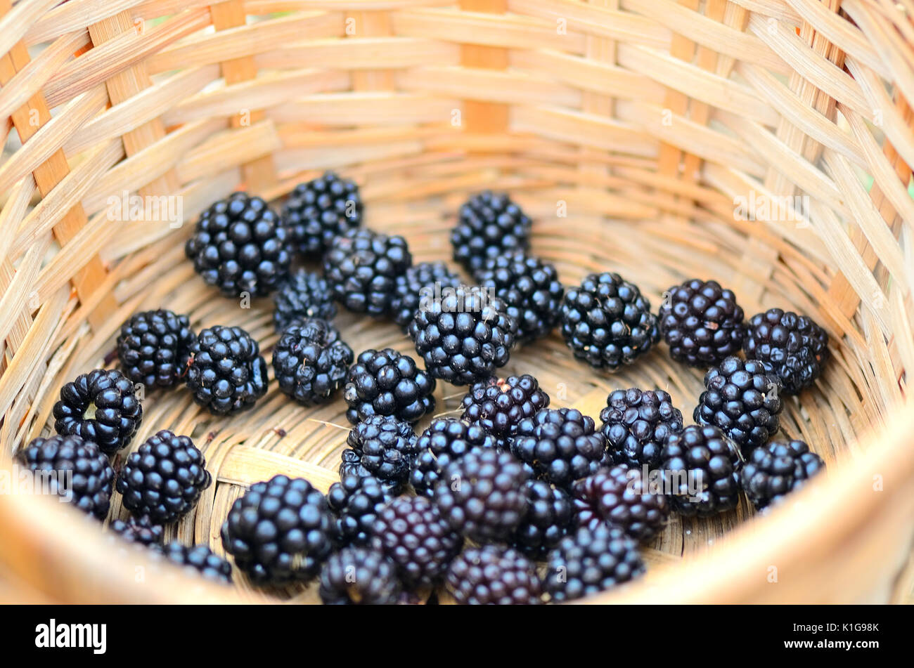 Korb mit wilden Brombeeren. Stockfoto