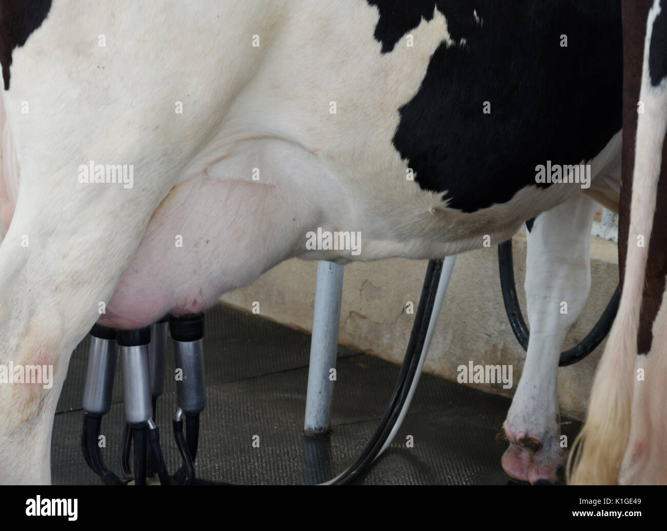 Milchkühe auf der Farm. Stockfoto