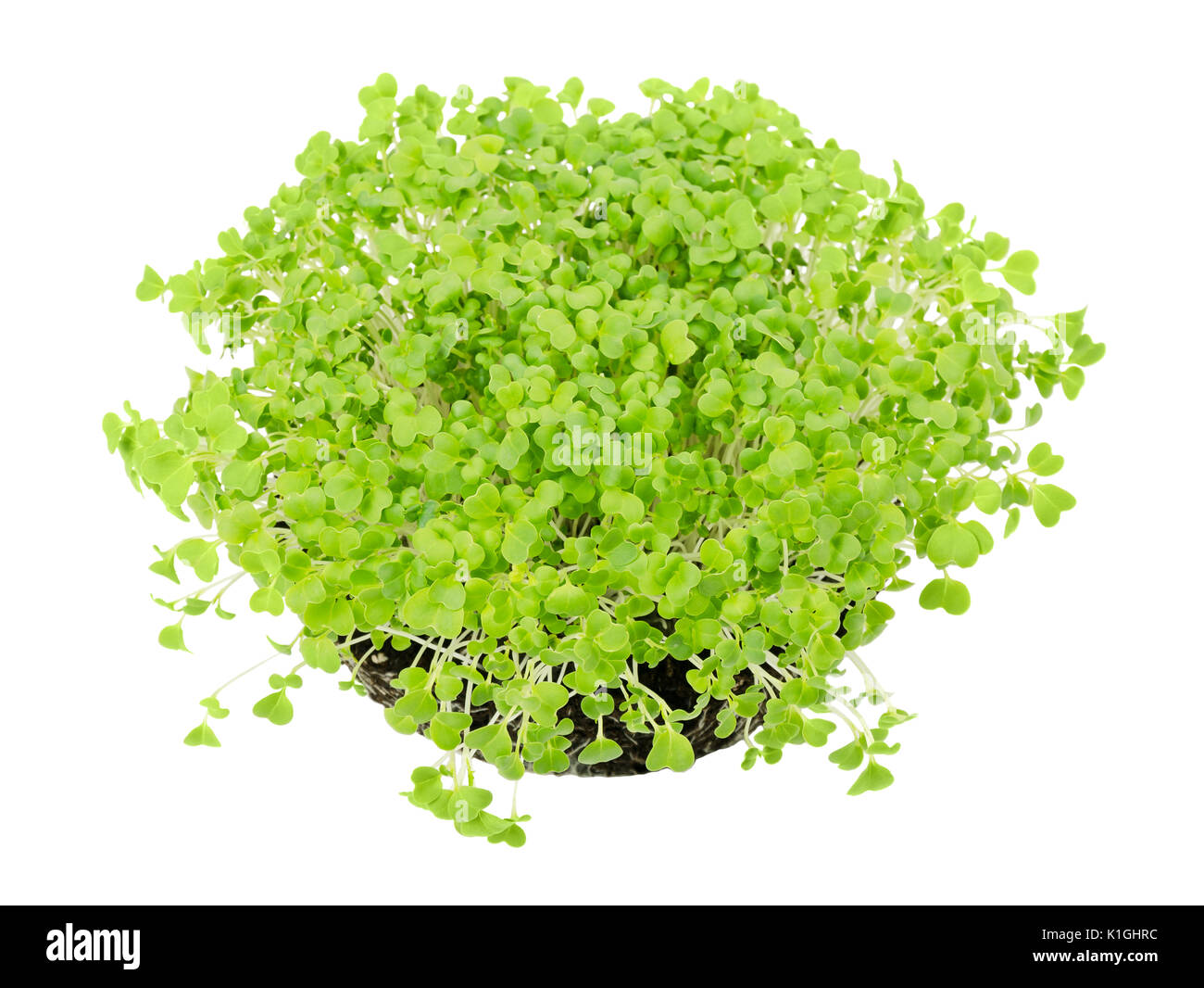 Mizuna Sämlinge in Topferde umsetzen von oben. Sprossen, Gemüse, microgreen. Auch japanische Senf, Senf kyona oder spider genannt. Stockfoto