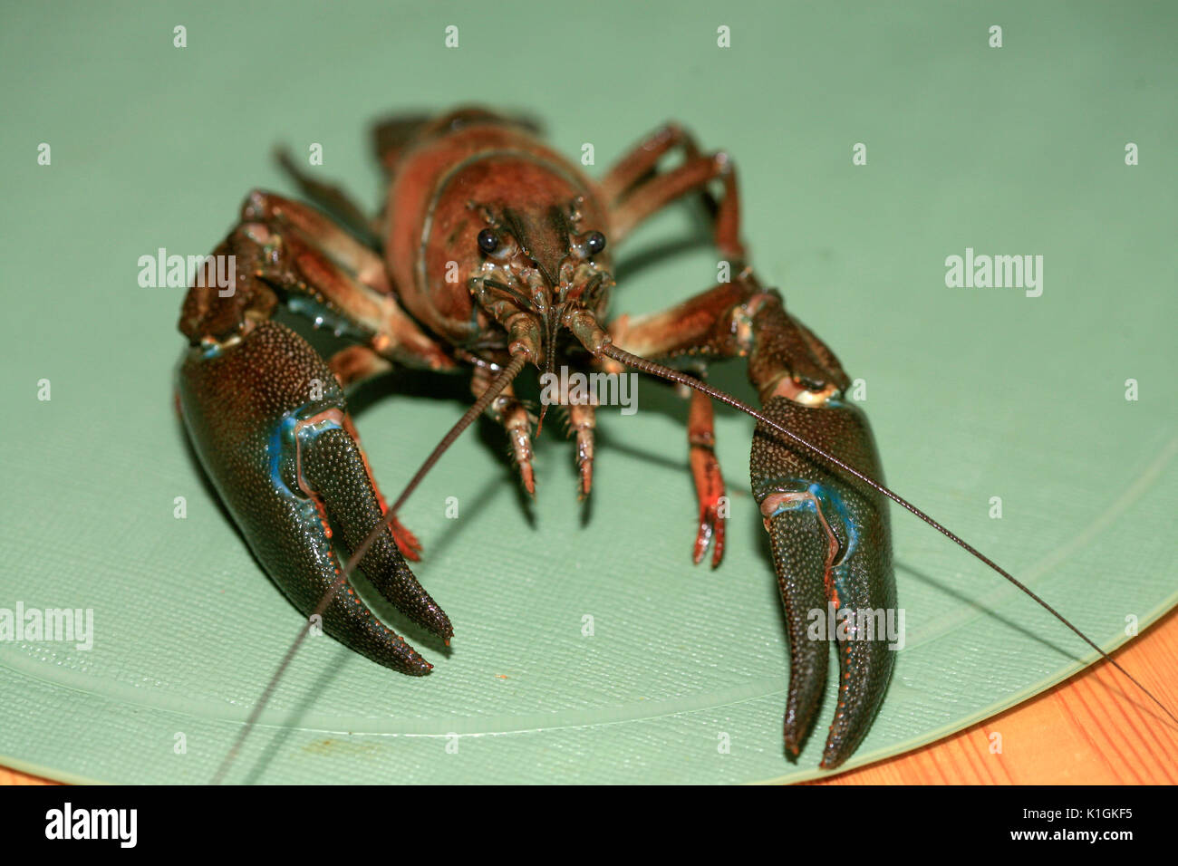 CRAYFISH Neue gefangen Warten auf den Abend Party 2010 gekocht werden, Stockfoto