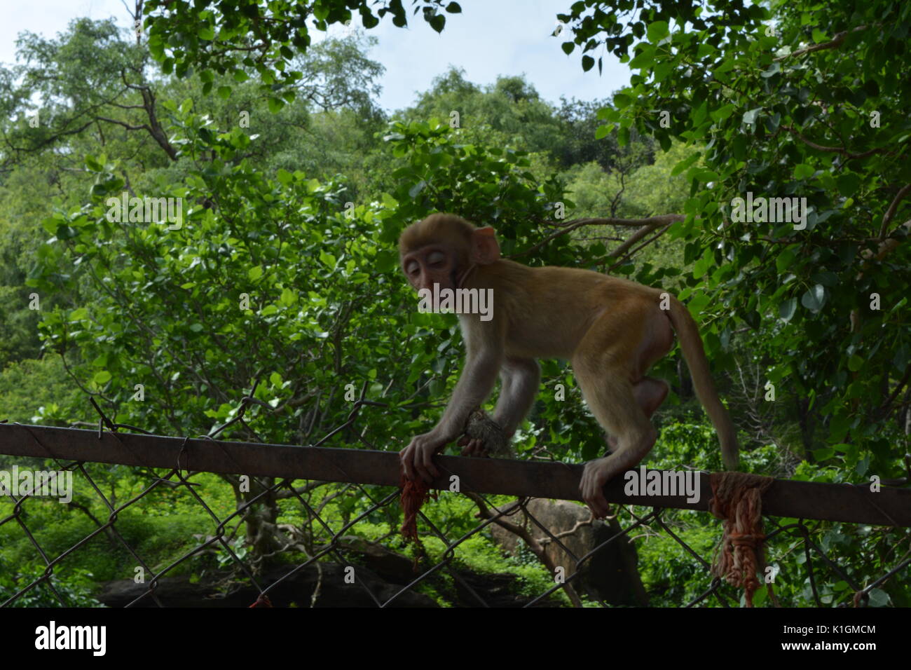 Jungle Indien Stockfoto