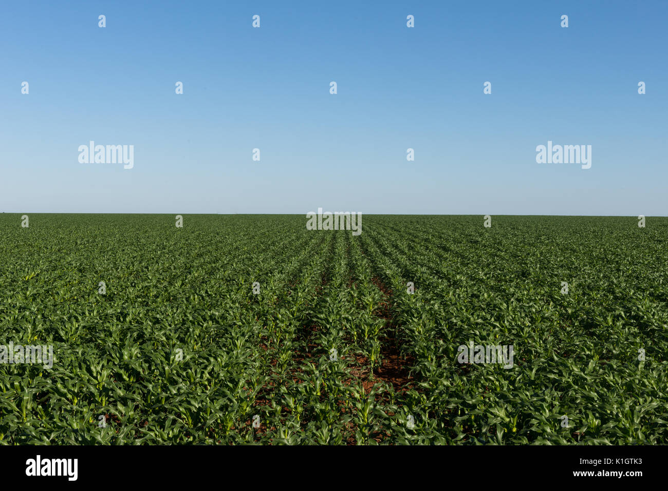 Riesige Maisfelder in Mineiros, Goiás, Brasilien Stockfoto