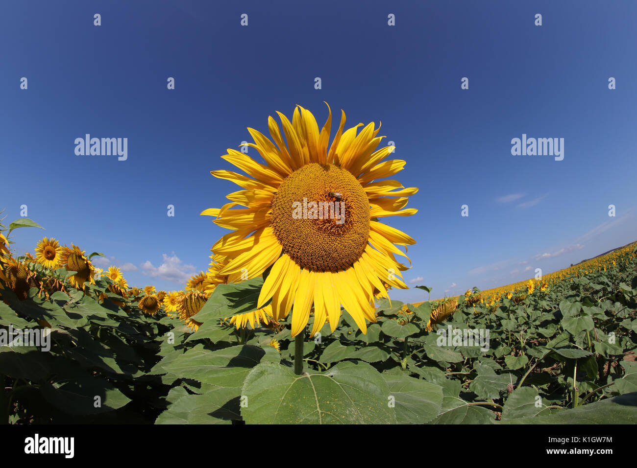 Biene auf Blüte Sonnenblumen Sonnenblumen Feld mit blauen Himmel bei sonnigen Sommertag Stockfoto