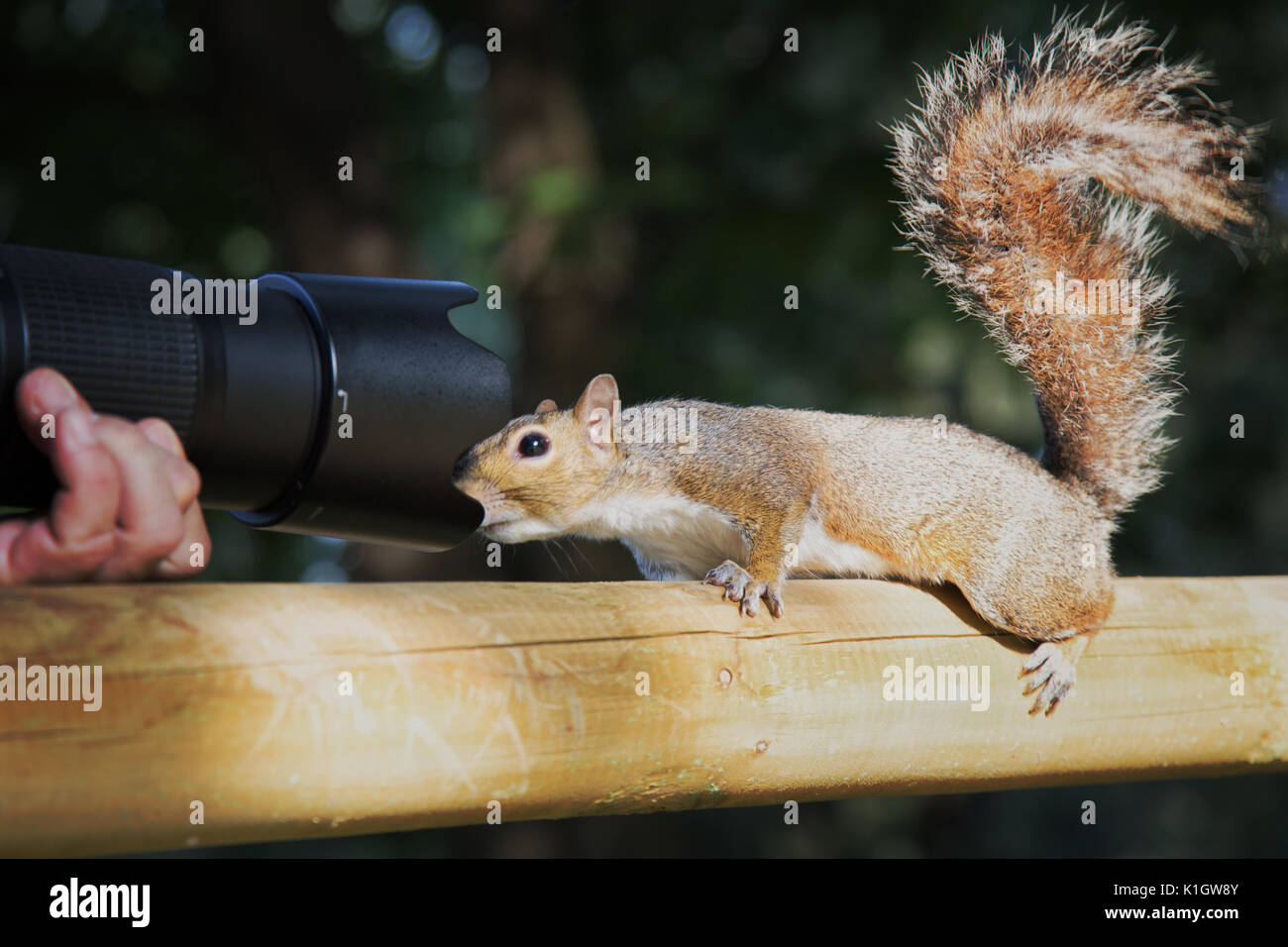 Ein neugieriges Eichhörnchen Stockfoto