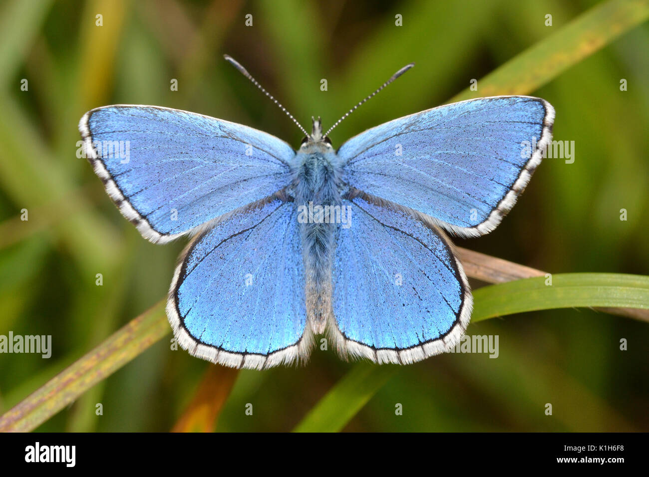 Adonis blue, zeigt beeindruckende Azure Lackierung, polyommatus bellargus, in den Chilterns, Sourthern England Stockfoto