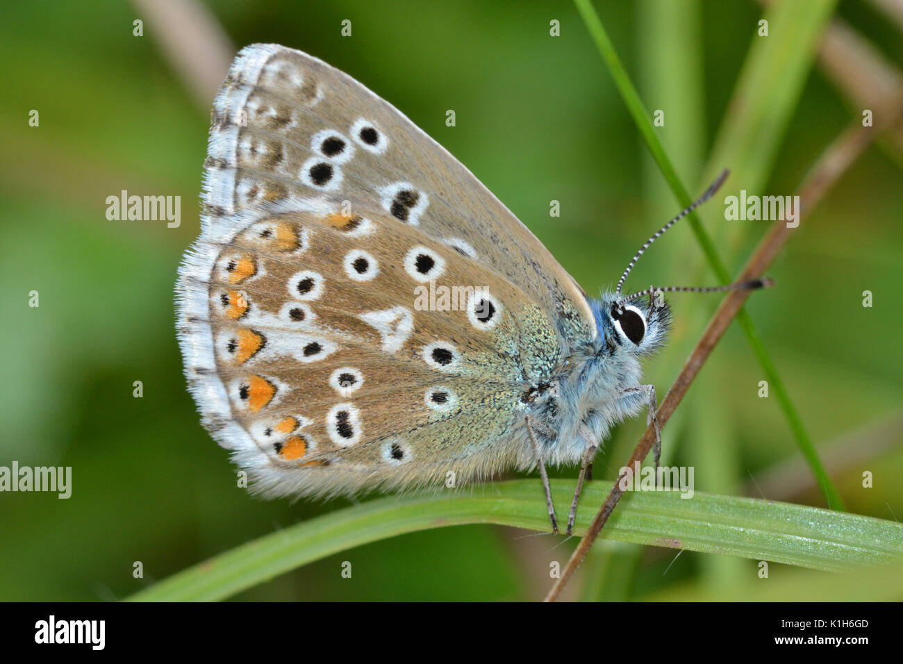 Adonis blau, Unterseite während Roosting, polyommatus bellargus, in den Chilterns, Sourthern England Stockfoto