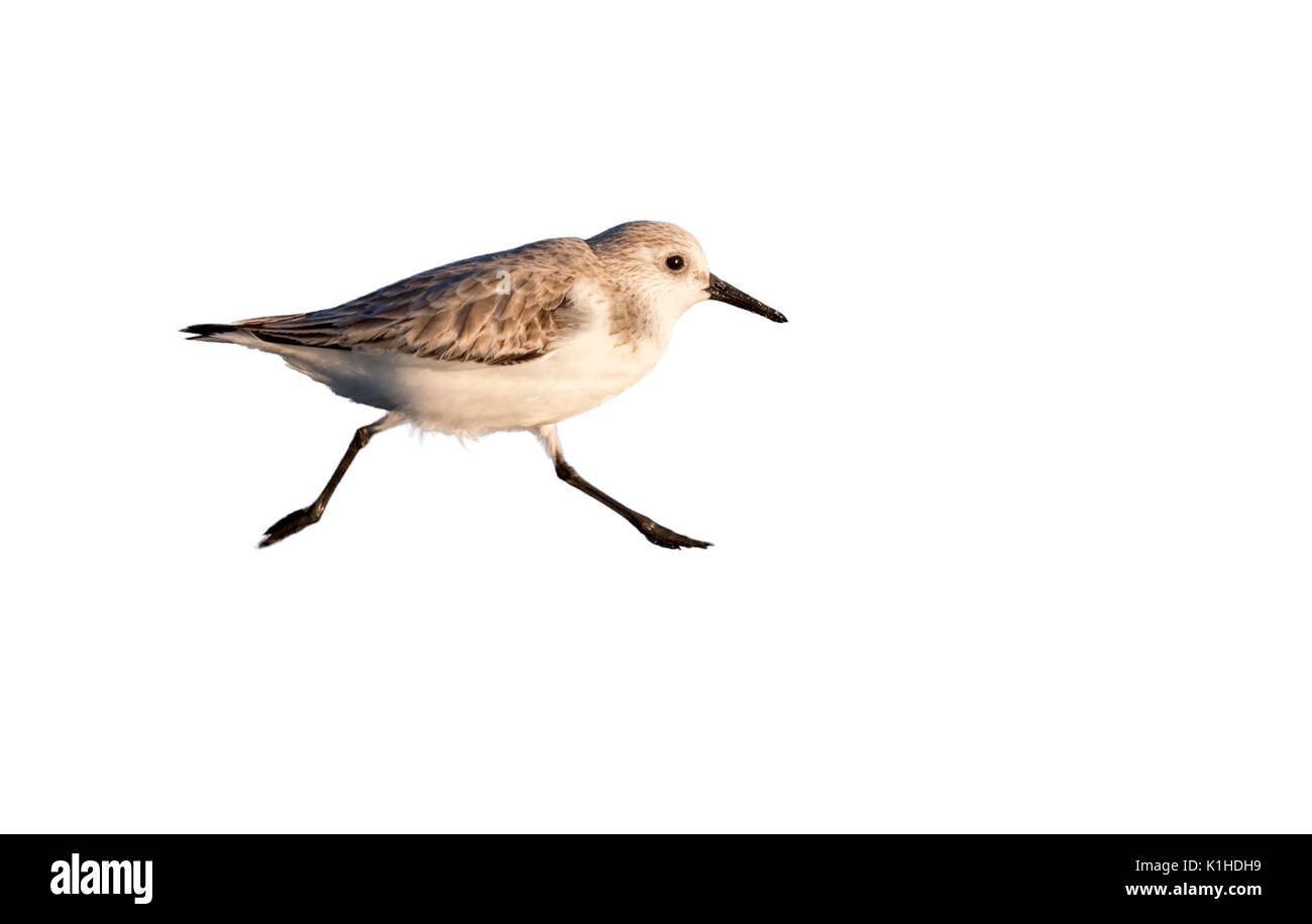 Sanderling (Calidris alba) läuft, auf weißem Hintergrund. Stockfoto