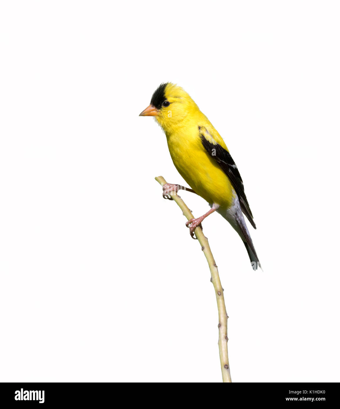 Amerikanische Stieglitz (Carduelis Tristis) auf weißem Hintergrund. Stockfoto