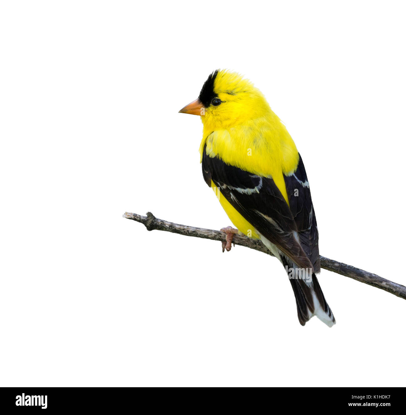 Amerikanische Stieglitz (Carduelis Tristis) auf weißem Hintergrund. Stockfoto