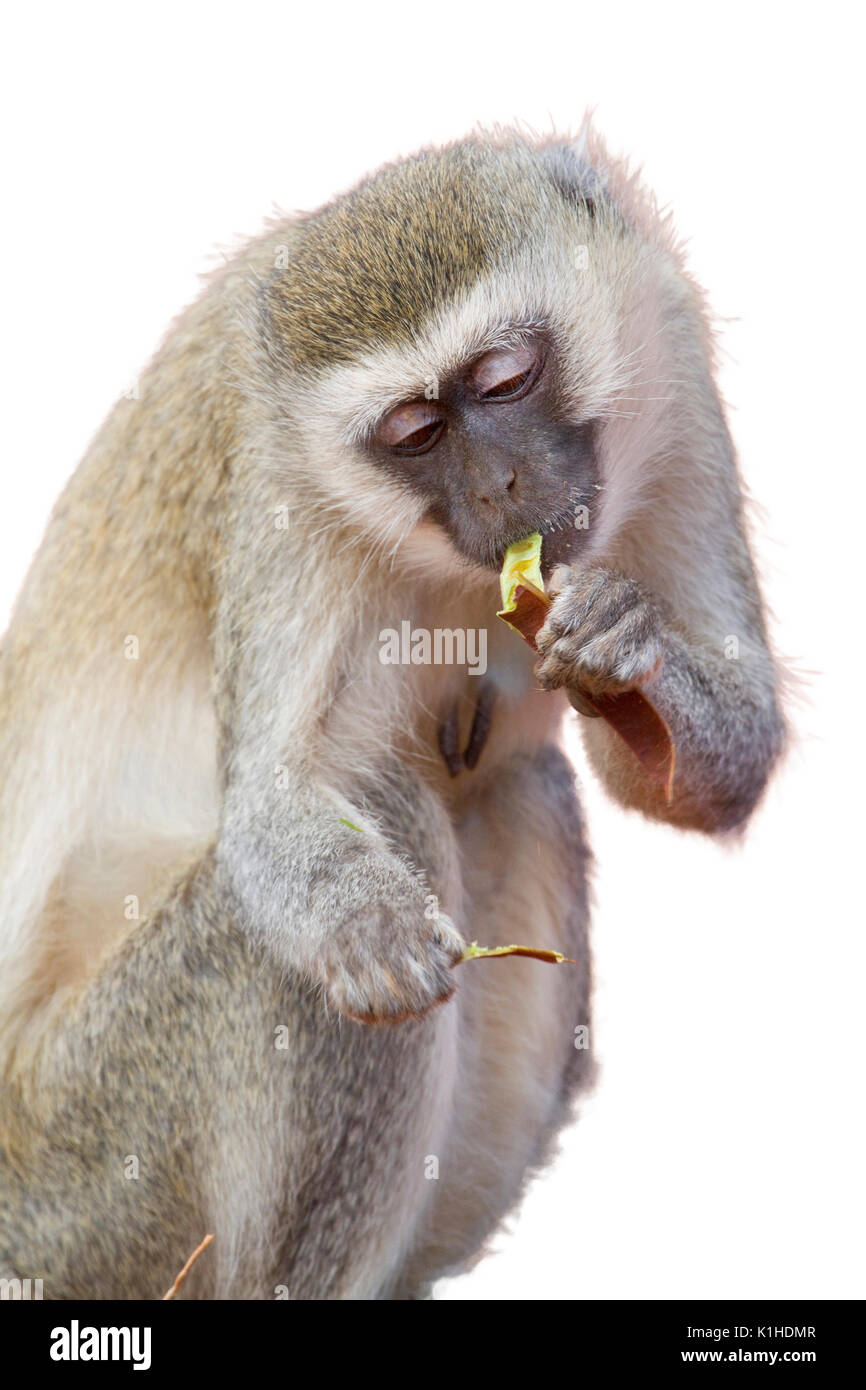 Meerkatze (Chlorocebus pygerythrus) Essen eine Bohne, auf weißem Hintergrund. Stockfoto