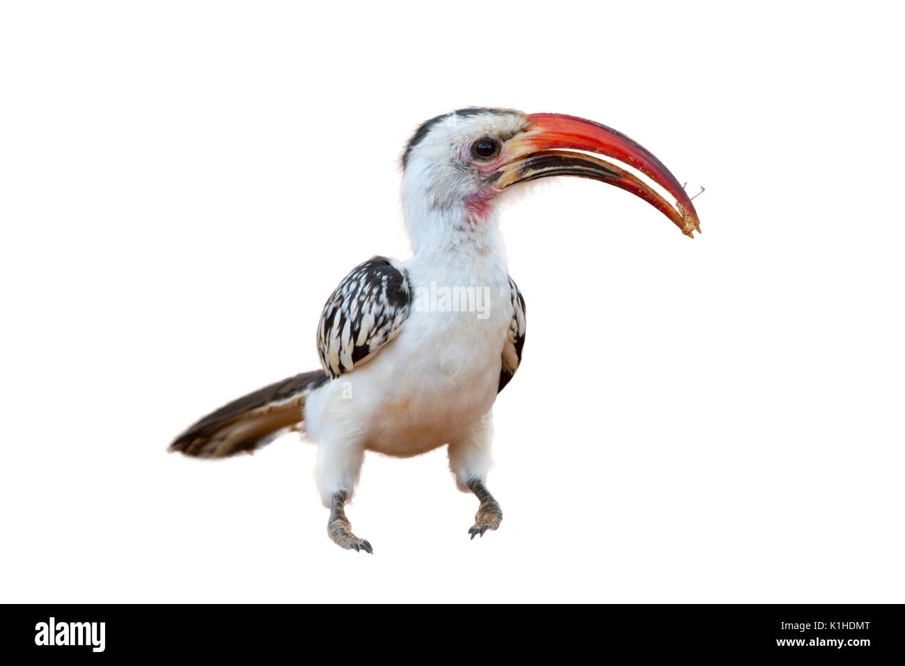 Red-billed Hornbill (Tockus erythrorhynchus) Essen eine Heuschrecke, auf weißem Hintergrund. Stockfoto